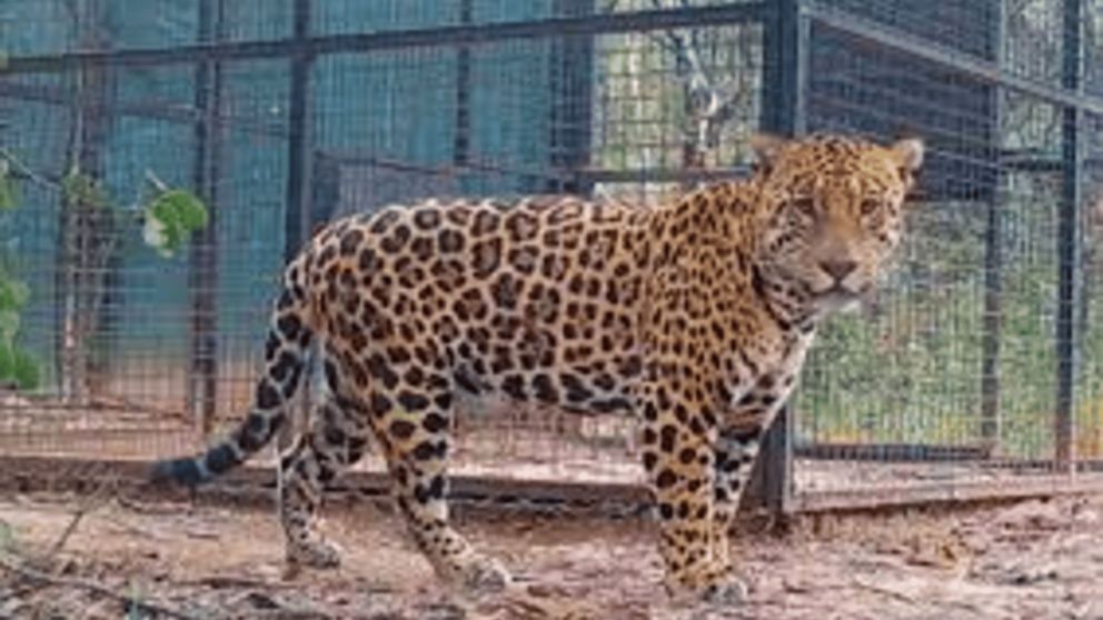 El yaguareté en peligro de extinción