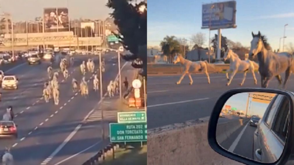 M�s de 40 caballos irrumpieron por la Panamericana y corrieron entre los autos.