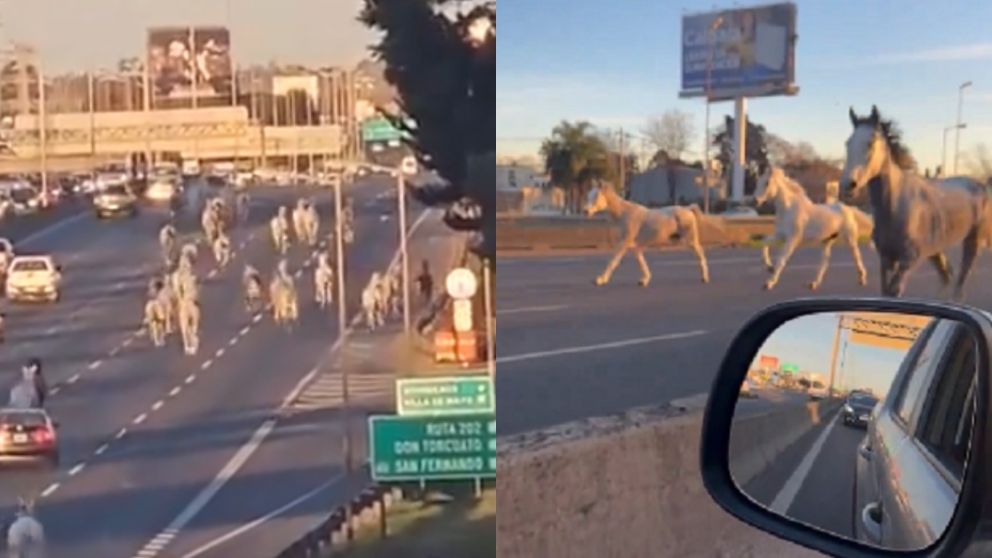 Más de 40 caballos irrumpieron por la Panamericana y corrieron entre los autos.
