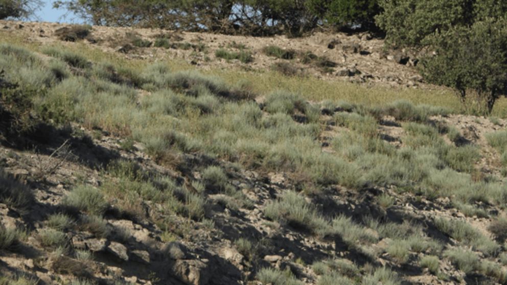 Desaf�o visual para detallistas: solo el 2% de los jugadores lograron superarlo.