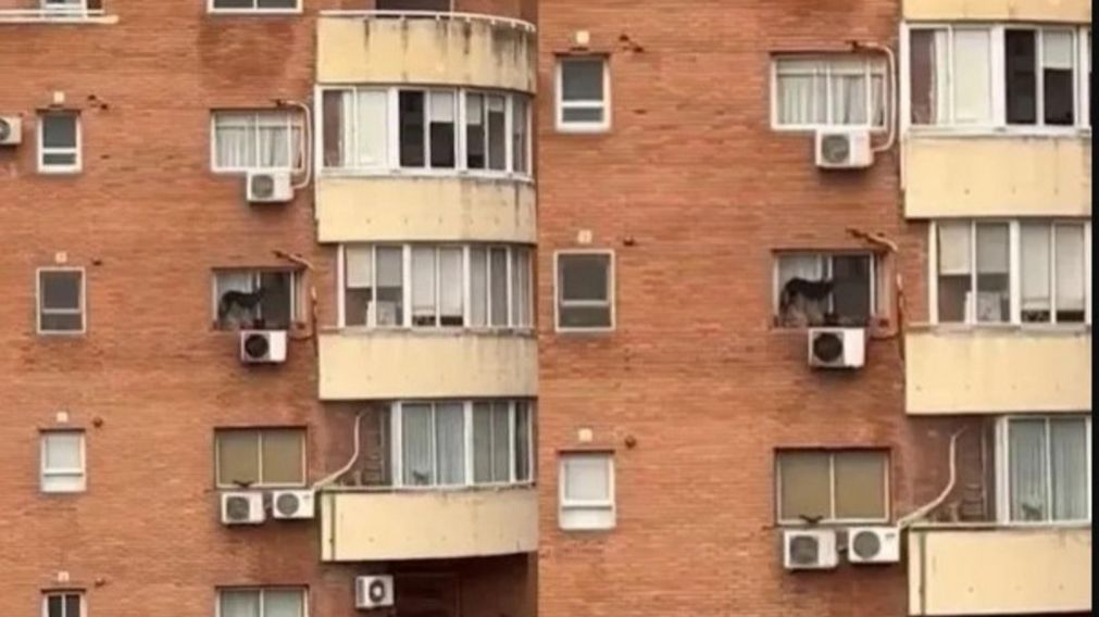 La dueña del animal fue imputada por maltrato animal.