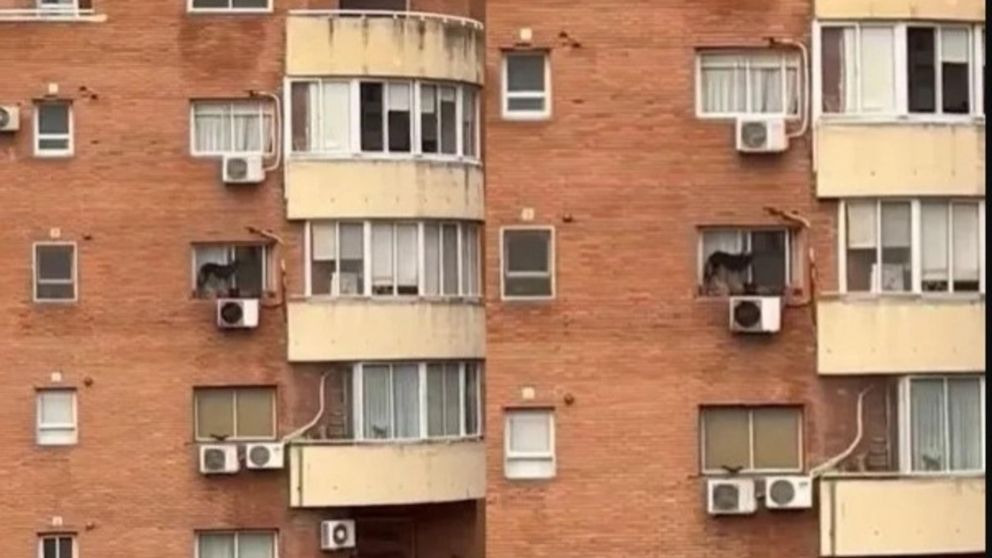 La dueña del animal fue imputada por maltrato animal.