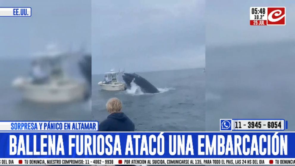 Registran momento en el que ballena furiosa ataca a una embarcación
