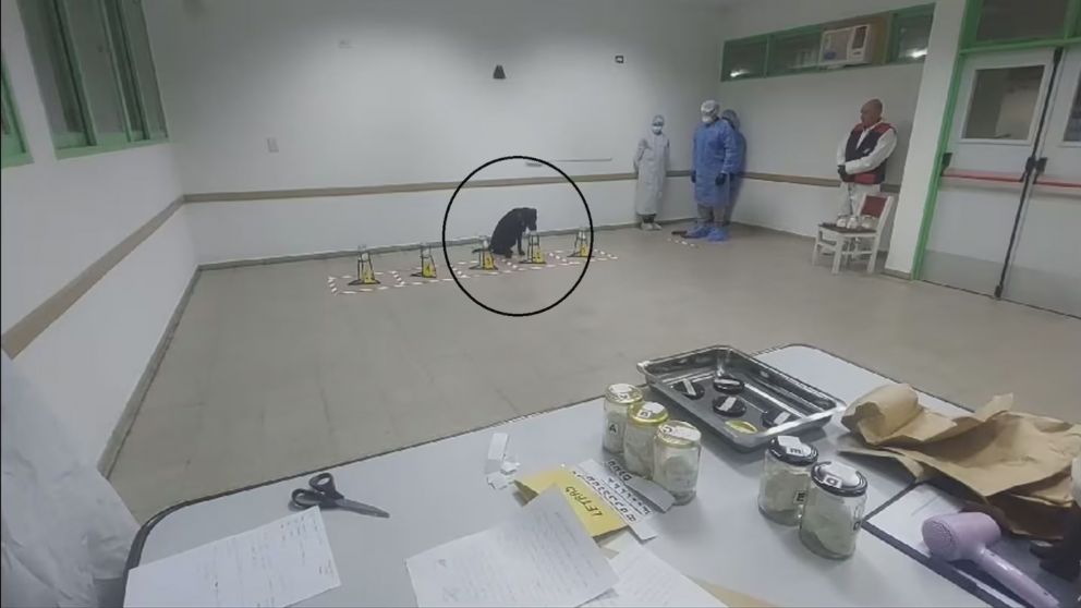 El momento en que la perra detecta el olor de Loan.