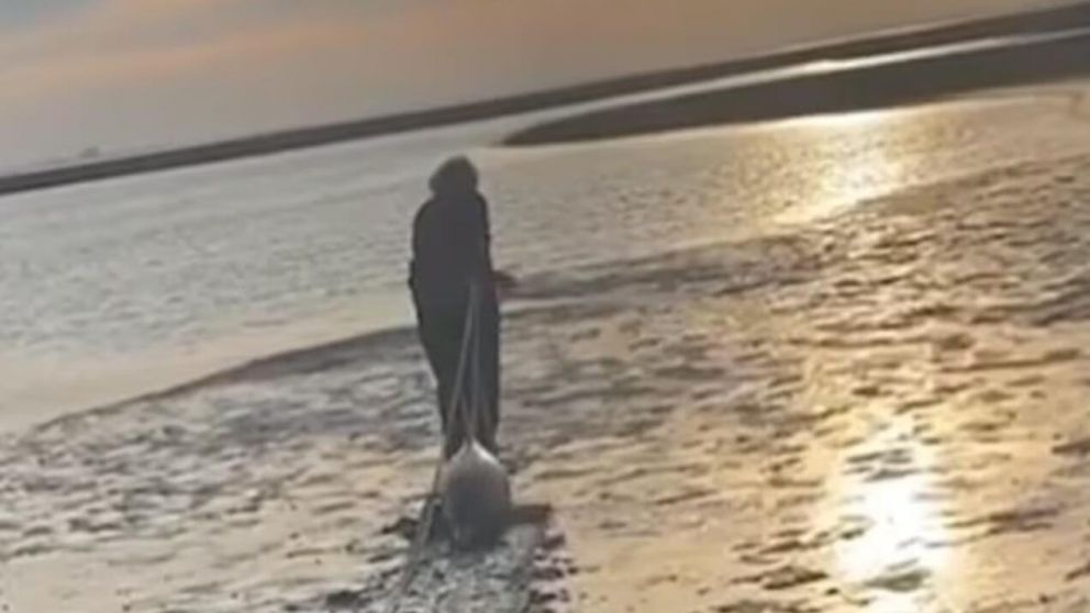 El salvataje de los delfines tuvo lugar en R�o Negro (Facebook).