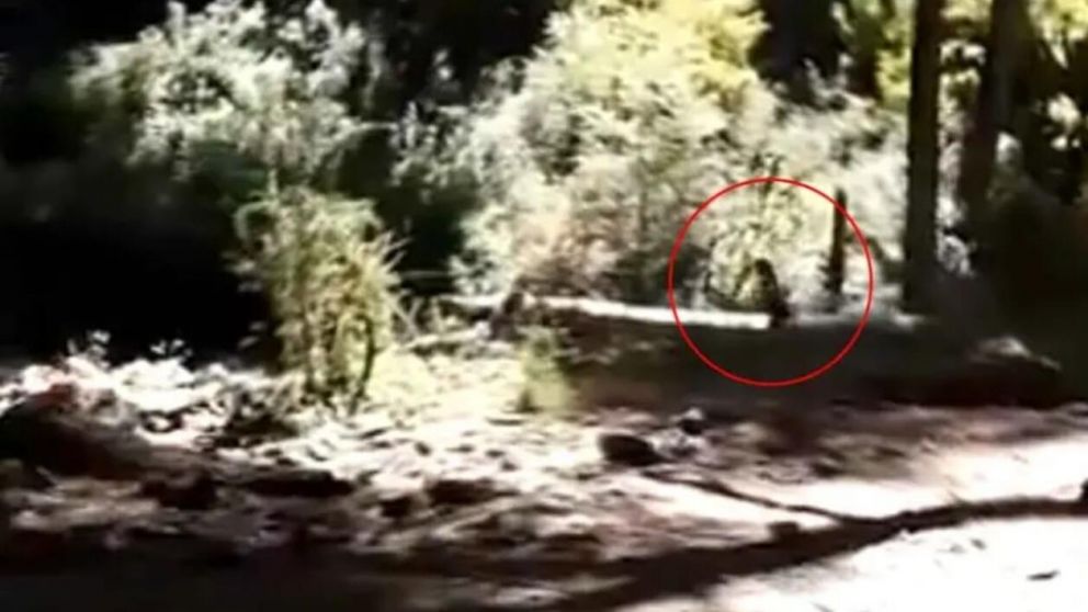 El presunto duende fue visto corriendo en un bosque de Río Negro (Captura de video).