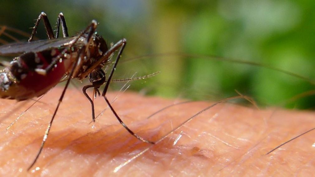 Dengue en Argentina: más de 530 mil contagios y 370 muertos