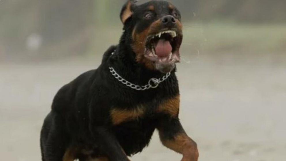 Conmoción en la localidad de Crespo por el ataque de un Rottweiler a dos niños (Imagen ilustrativa).