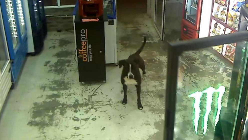 Este es el perro que "delató" a sus dueños tras el asalto en el comercio.