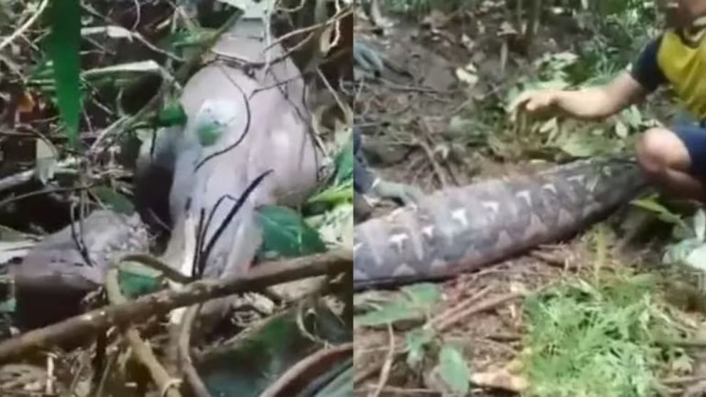 Una mujer que era intensamente buscada fue encontrada dentro de una pitón de cinco metros.