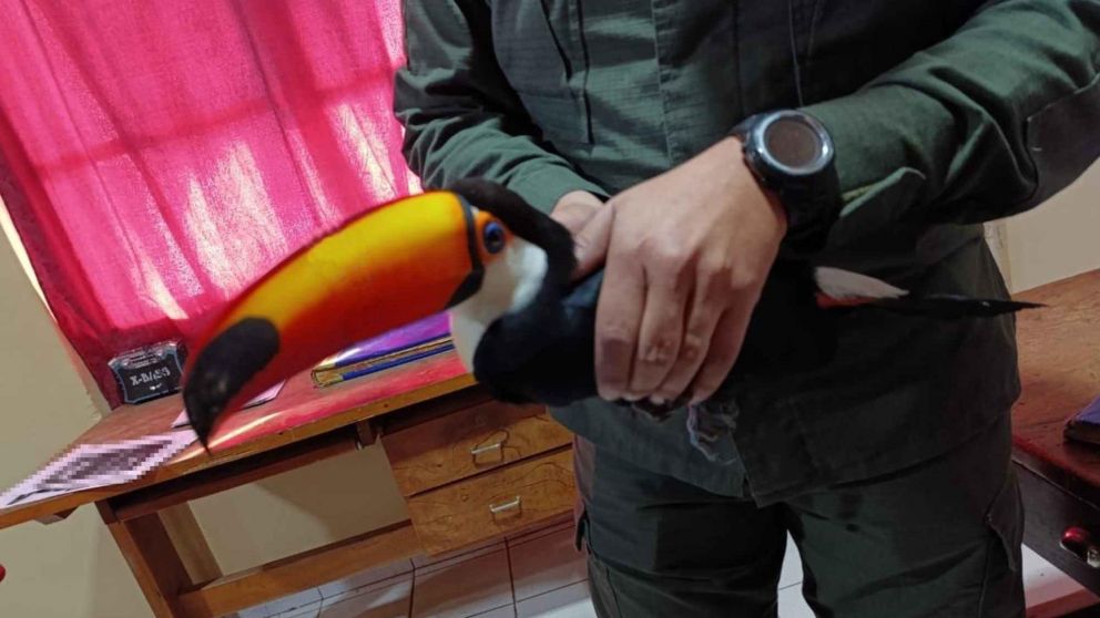 Así rescataron a Tucán herido: una buena.