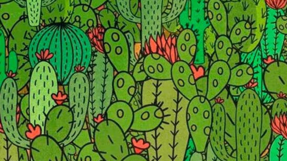 Encontr� a los 3 animales ocultos entre los cactus en menos de 8 segundos.