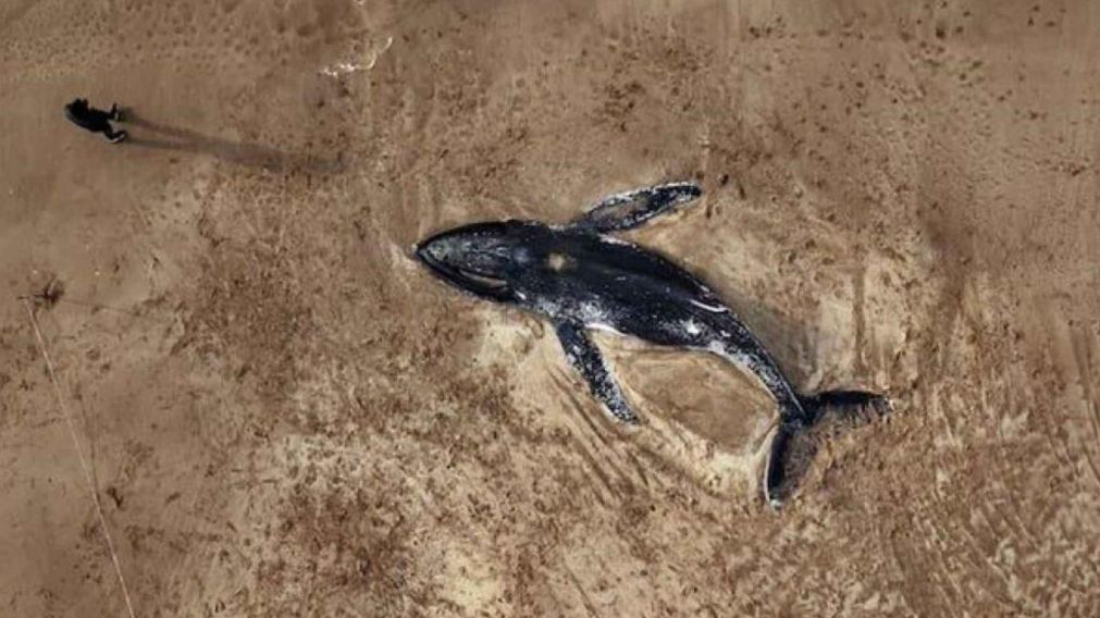 Conmoción en la Costa Atlántica: encuentran dos ballenas muertas e investigan qué pasó.