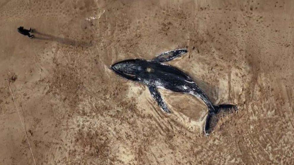 Conmoci�n en la Costa Atl�ntica: encuentran dos ballenas muertas e investigan qu� pas�.