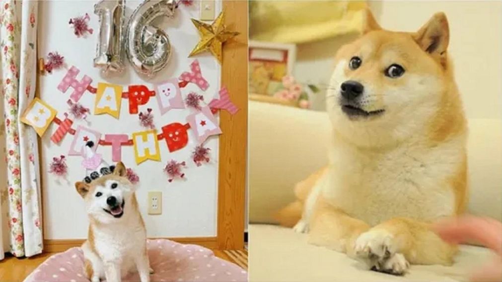 Murió Kabosu, la perrita que se popularizó como meme en las redes sociales.