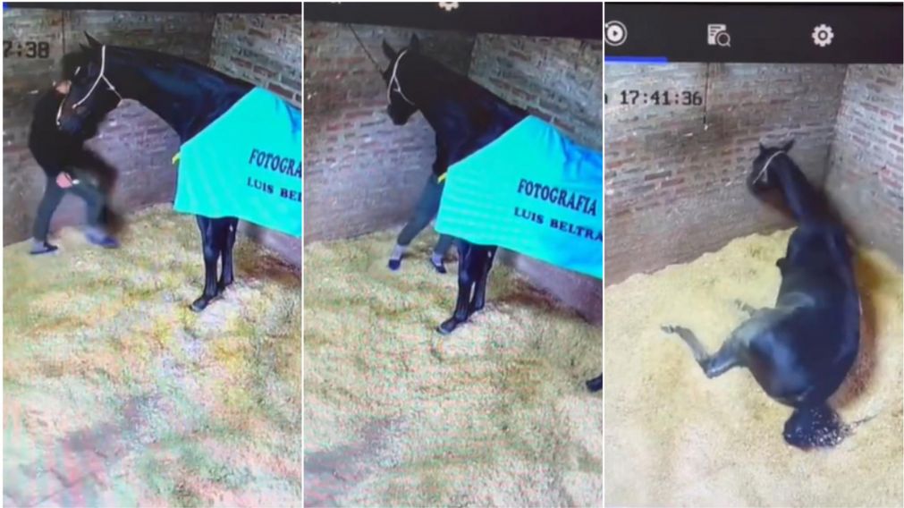 Acusan a un jockey y cuidador de caballos mató a un caballo pura sangre: el video del momento
