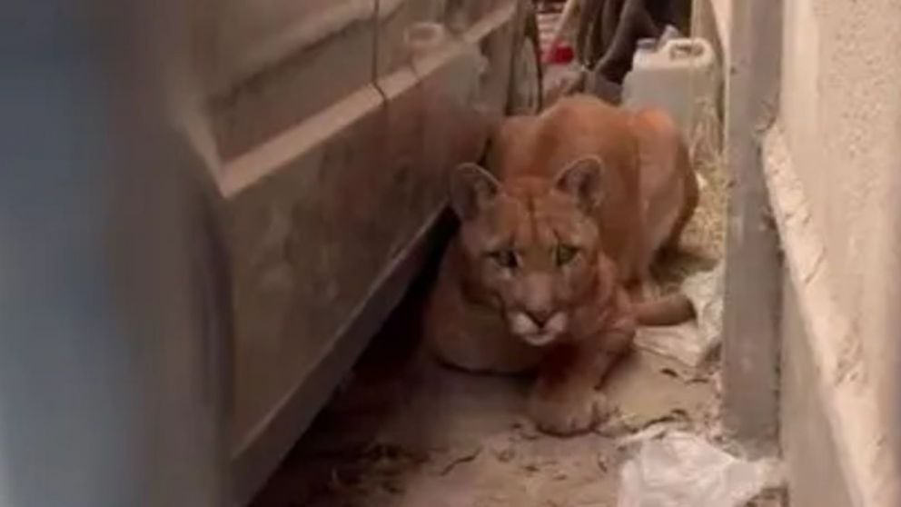 El puma esta en la cochera de la casa de una mujer.