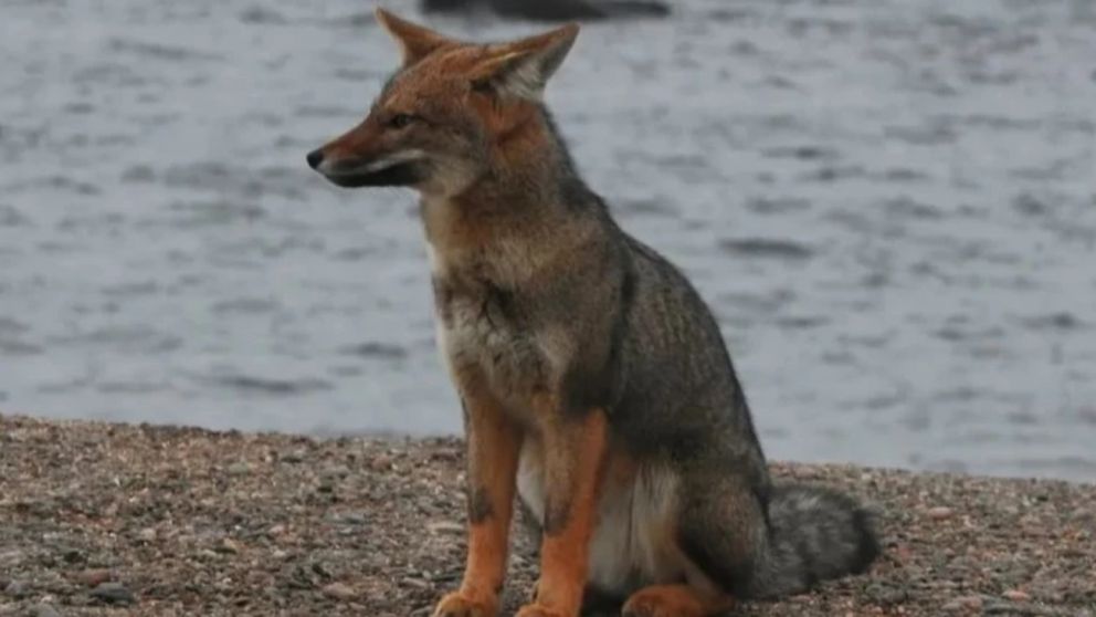 El primer avistaje del animal fue hace más de dos semanas en la Avenida Patricio Peralta Ramos y Garay,