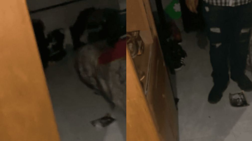 Uno de los integrantes de la banda captó el momento y detonó las reacciones de los usuarios en TikTok (Imagen captura).