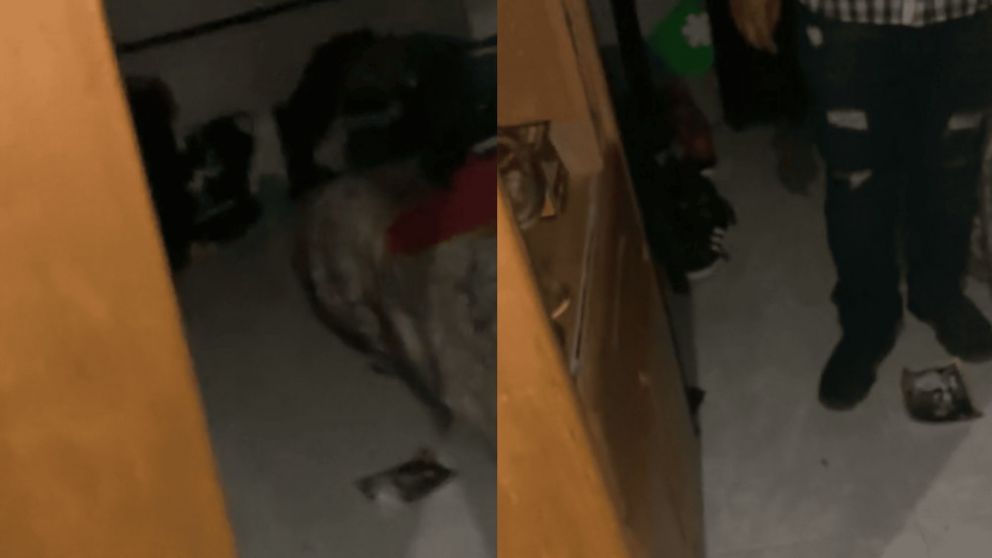 Uno de los integrantes de la banda captó el momento y detonó las reacciones de los usuarios en TikTok (Imagen captura).