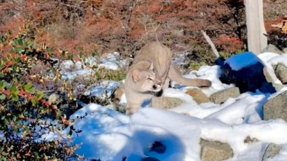 El puma se trepó a un árbol tras alarmar a la familia (Imagen ilustrativa).