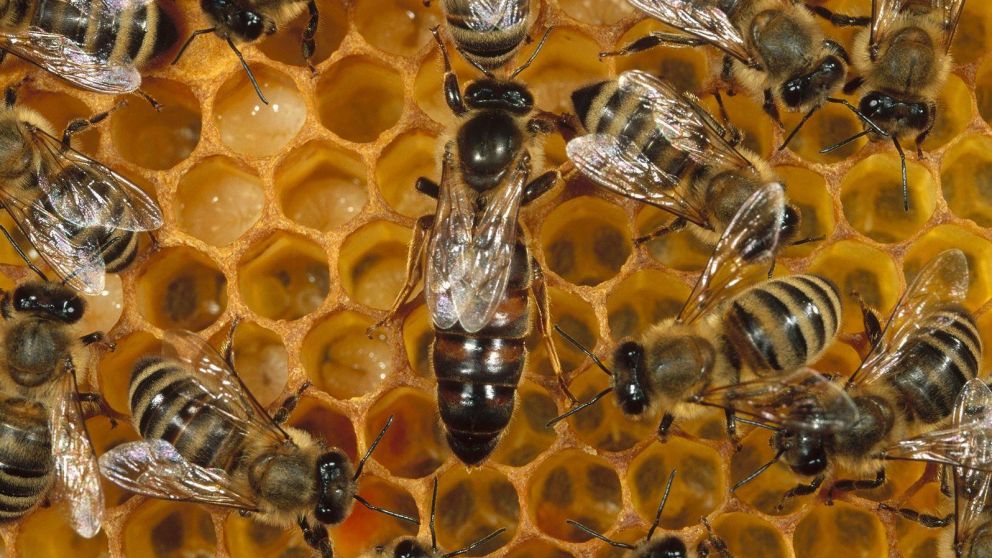 Las abejas son altamente polinizadoras (Imagen ilustrativa).