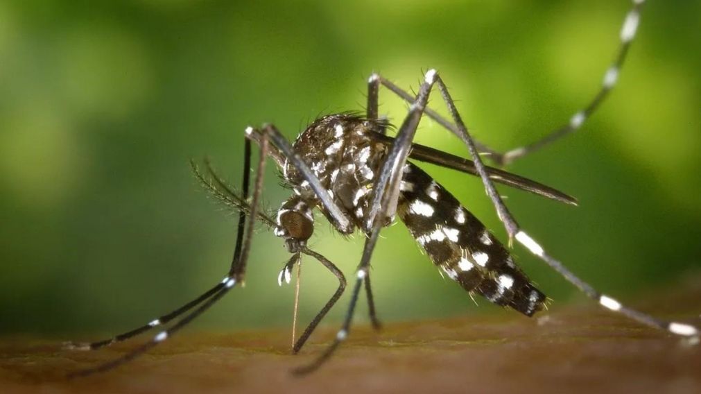 El Ministerio de Salud afirmó que se registra una baja sostenida en los contagios de dengue.
