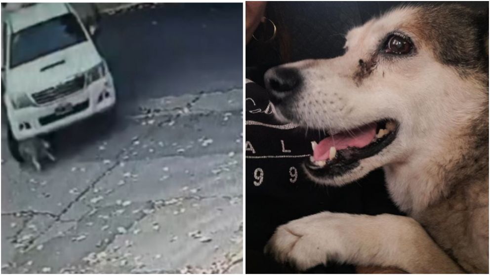 La perra tenía 10 años y su presencia se extraña en todo el vecindario.