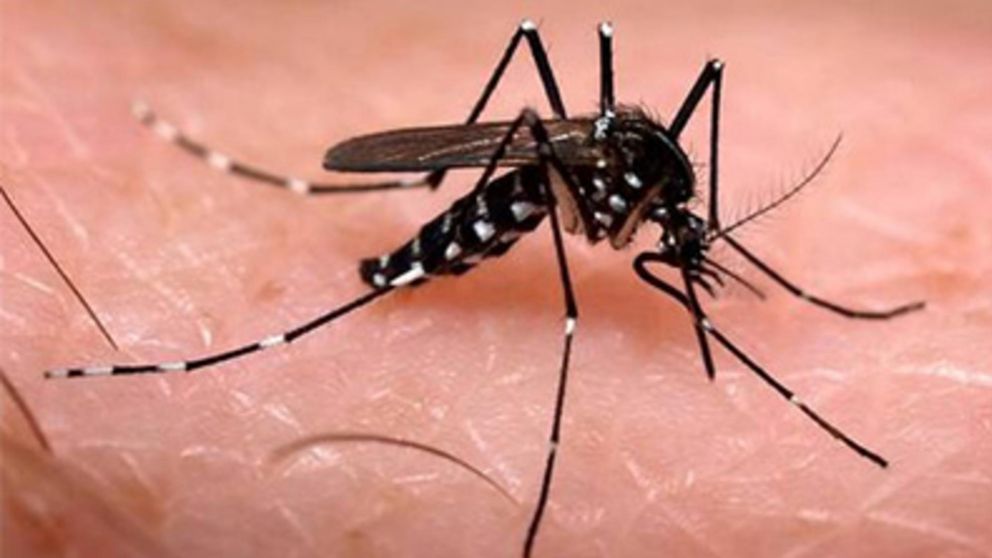 Dengue: el Gobierno incorporará la vacuna y la focalizará en áreas prioritarias