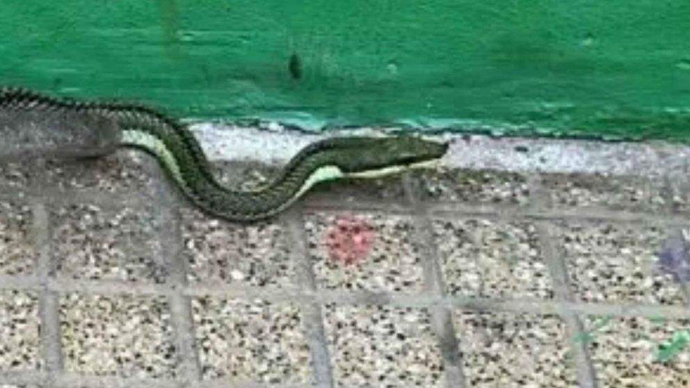 El hallazgo tuvo lugar en medio del centro (Gentileza nuevodiarioweb.com.ar).