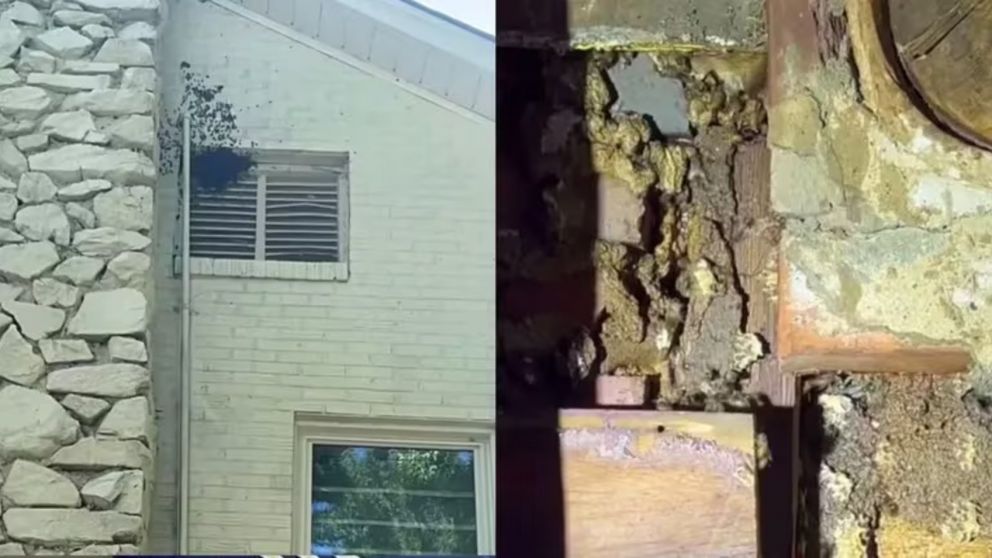 Su hija aseguraba que había un "monstruo" en su cuarto y encontró miles de abejas en la pared (Imagen redes sociales).