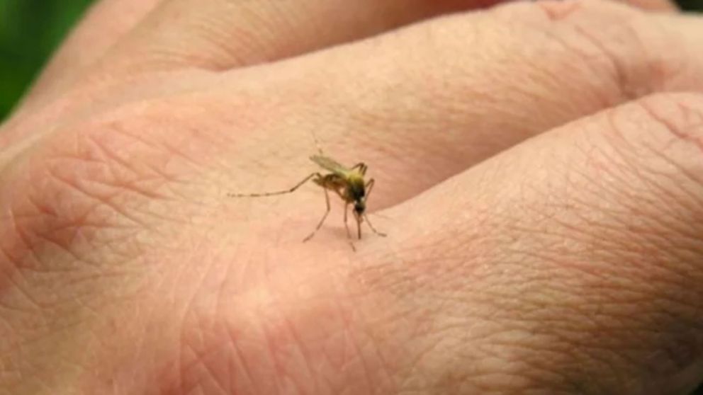 Confirman la primera muerte por coinfección de dengue en Argentina