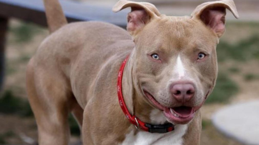 As� pitbull se escap� y mordi� a dos hermanos de 10 y 14 a�os que volv�an a su casa.