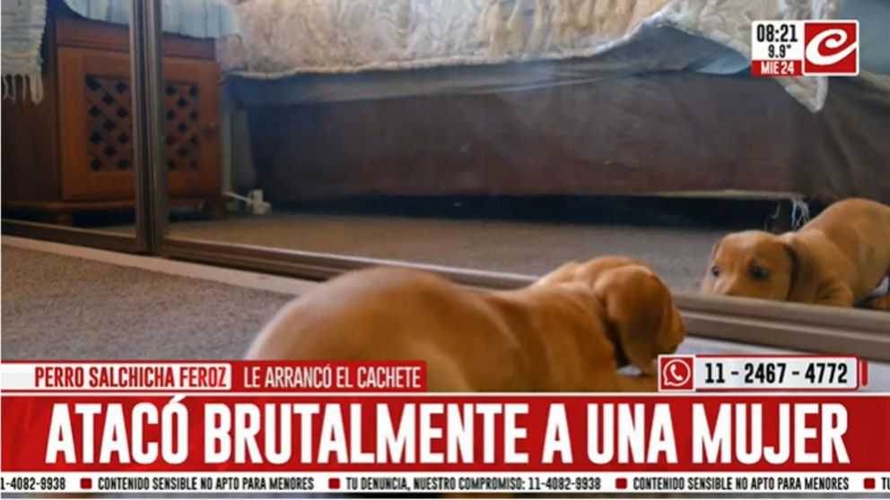 Tremendo: perro salchicha le arrancó la mejilla a una mujer y se la comió