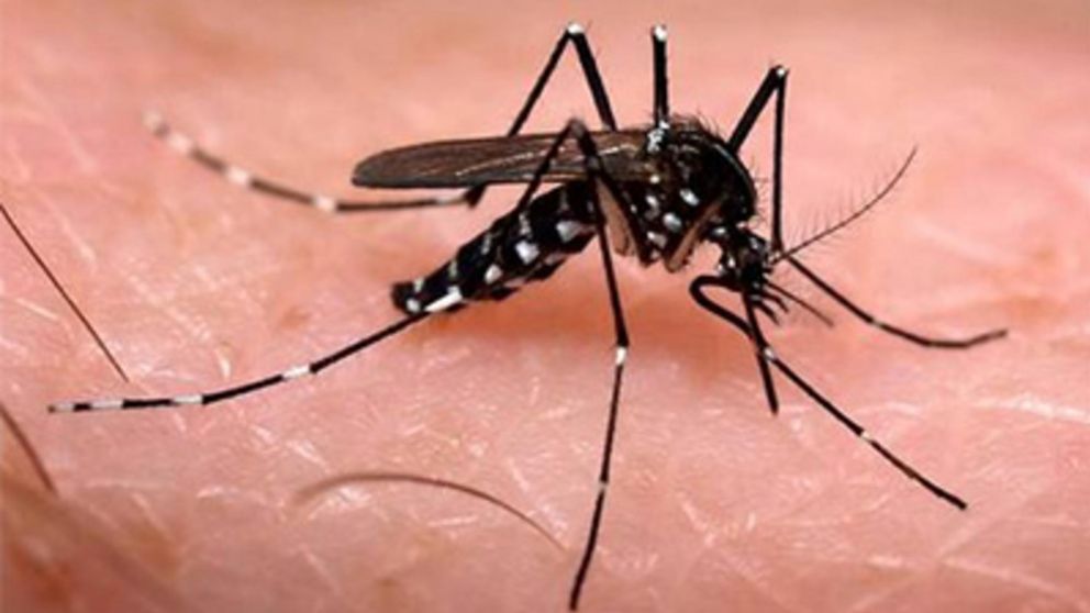 El Ministerio de Salud confirmó 238 muertes por dengue en lo que va de la temporada.