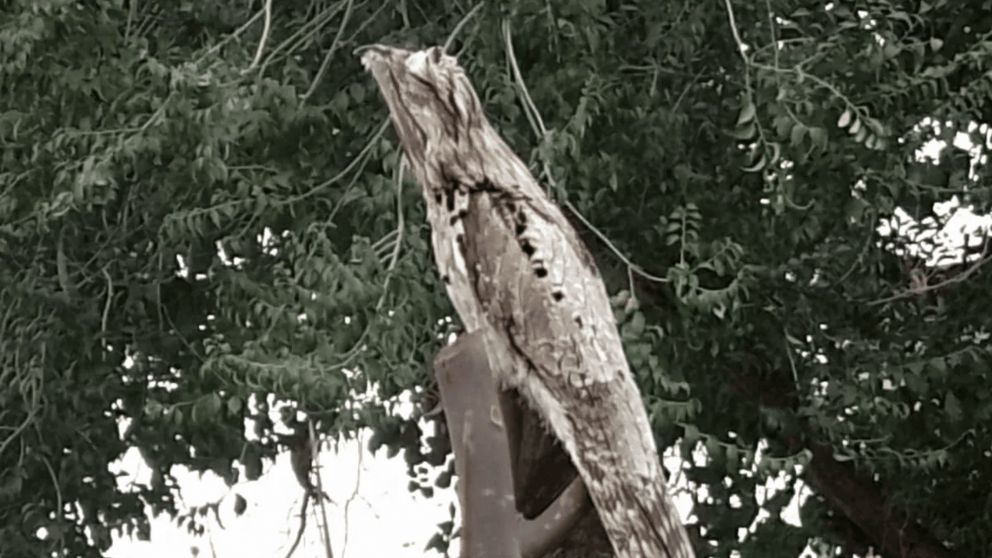 El Kakuy hizo su aparición frente al cementerio de la ciudad salteña de "Metán" y causó sorpresa entre los vecinos (Imagen ilustrativa).