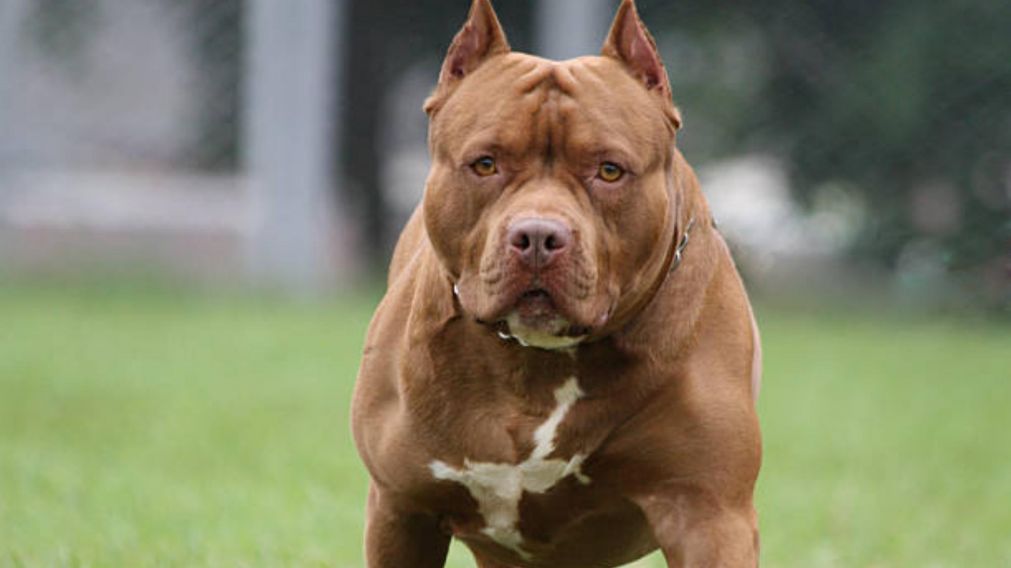 "Bronco" casi mata a una mujer en Las Termas de Río Hondo.