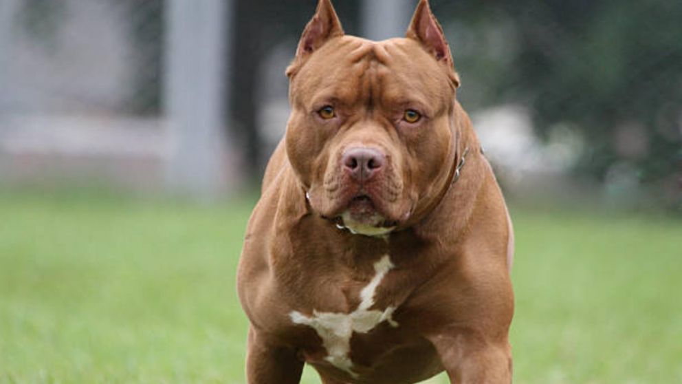 "Bronco" casi mata a una mujer en Las Termas de Río Hondo.