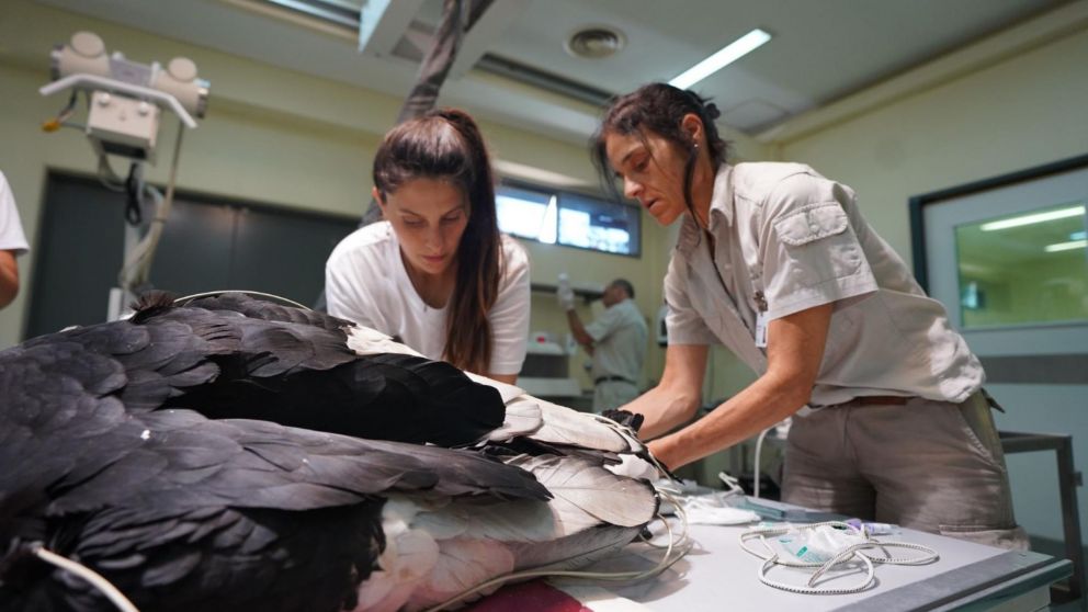 Un cóndor rescatado vuela nuevamente en el Parque Nacional Laguna Blanca tras tres meses de rehabilitación.