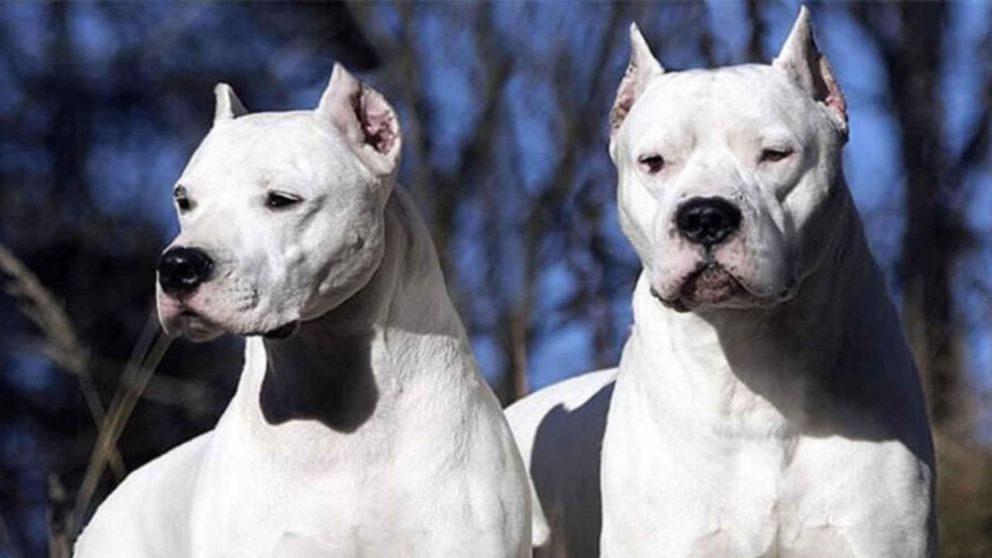 Le comieron las piernas: se metió en una casa para robar y lo atacaron dos dogos.