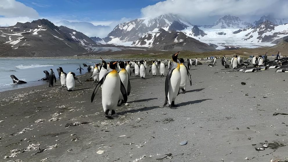 Tierra del Fuego propone renombrar a las islas Georgias y Sándwich del Sur