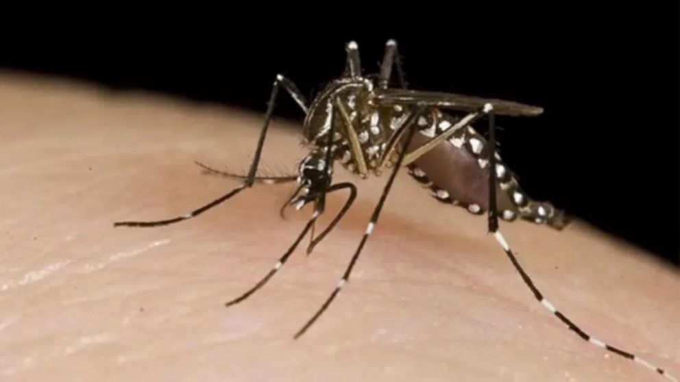 La imagen del Aedes aegypti, el mosquito que transmite la enfermedad del dengue.