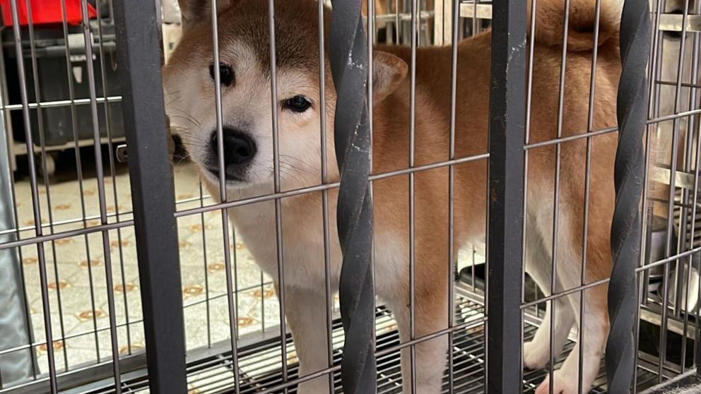 Se llevó a cabo el primer juicio oral por maltrato animal de la Ciudad de Buenos Aires