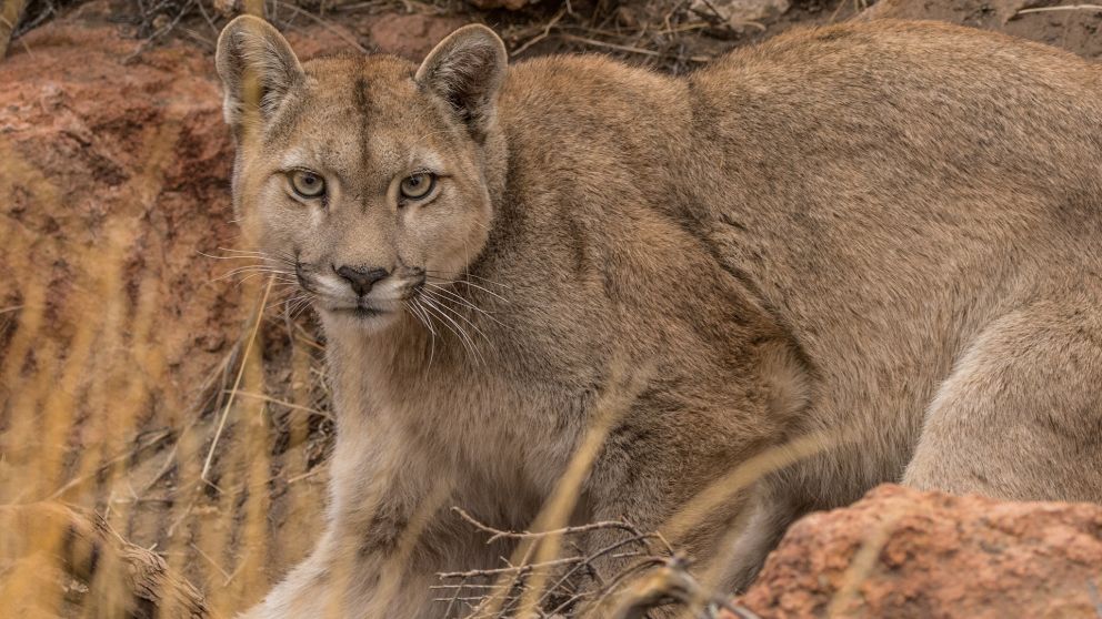 El puma fue visto en la zona de la Costanera Norte.