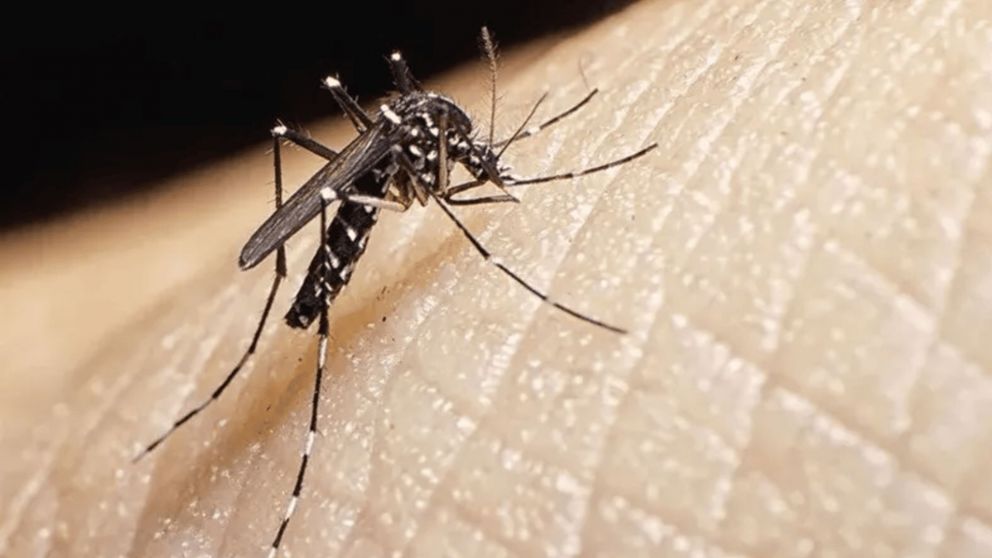 Un repelente natural contra los mosquitos en tiempos de brote de dengue.