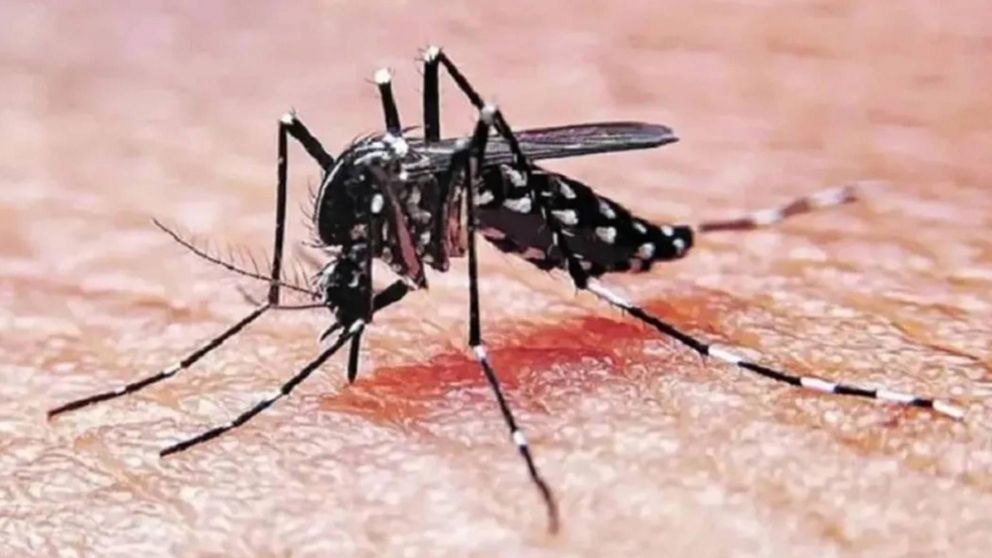 Epidemia de Dengue: el Ministerio de Salud publicó un comunicado oficial.