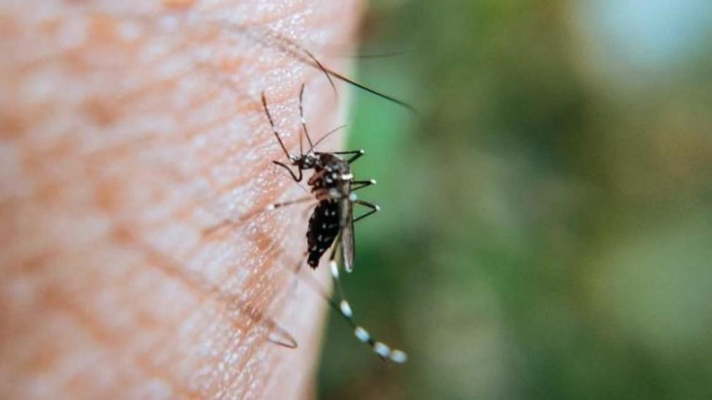 El Ministerio de Salud confirmó 129 muertes y más de 180 mil casos de dengue.