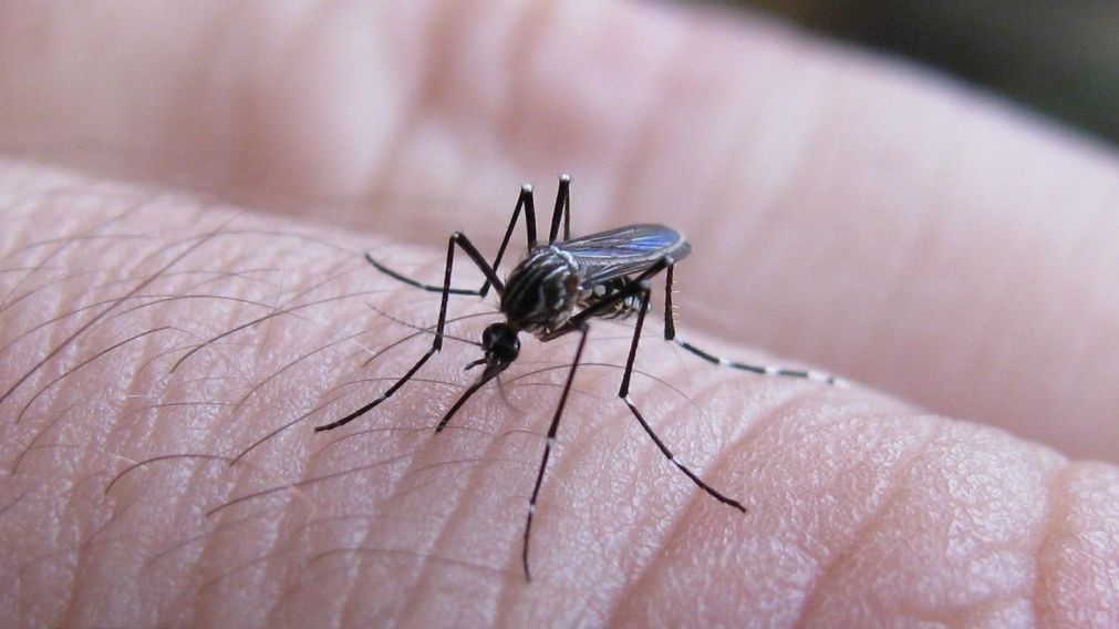 El pico de casos de dengue se registró la semana pasada, con un record histórico de 23.723 en siete días.