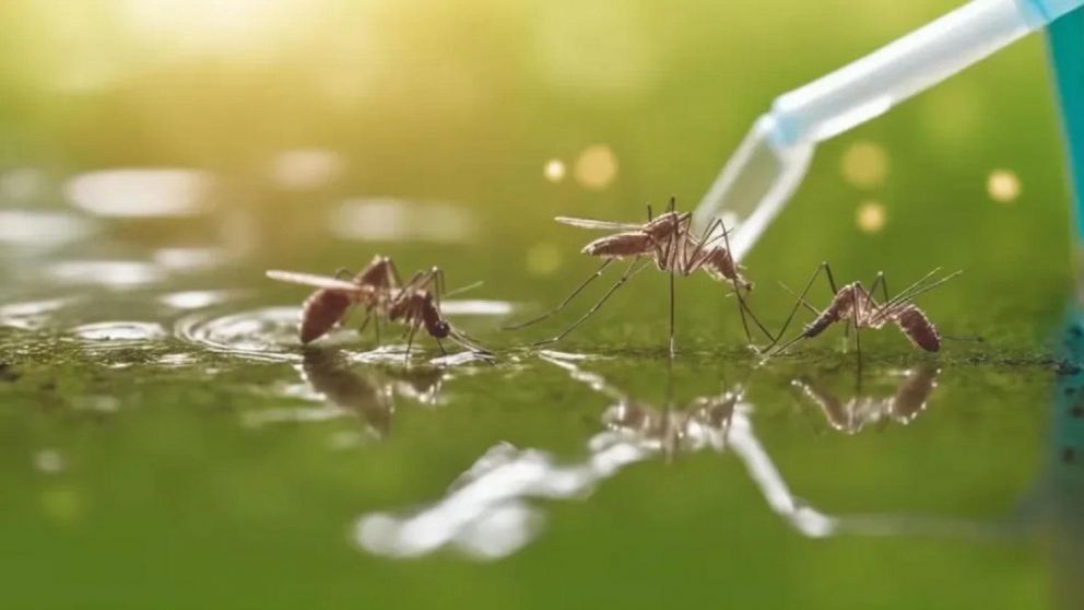 Dengue: el impactante descubrimiento del Conicet sobre el mosquito transmisor.
