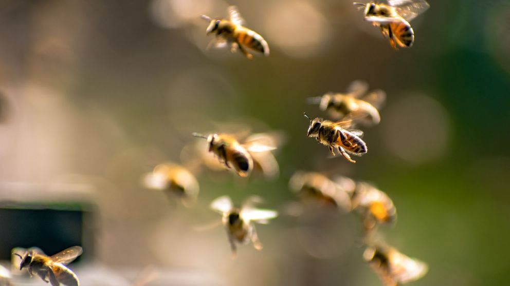 Un hombre en silla de ruedas murió tras ser atacado brutalmente por abejas africanas (Foto ilustrativa/Gettiy Images).